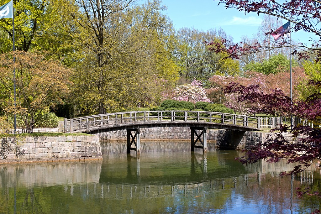 Japanse tuin belgie hasselt koivissen gele Iris ensata koi Cyprinus carpio lente bloesem kersenbloesem voorjaar